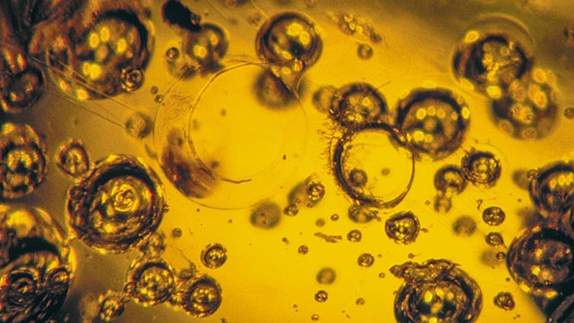 Amber Bao thể Amber Bao thể