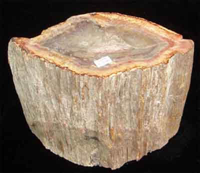 go hoa thach, gỗ hóa thạch